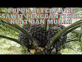 Download Lagu PUPUK ALTERNATIF SAWIT PENGGANTI KCL