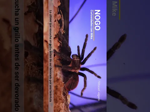 Lo último que escucha un grillo antes de ser comido por tarántula mexicana 🇲🇽