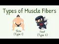 Slow vs Fast Muscle Fibers Red vs White Muscle Fibers Types of Muscle Fiber Type I Type II