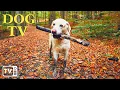 Download Lagu (4K HDR) DOG TV: Deep Anti Anxiety With TV for Dog - Tones to Calm Anxiety \u0026 Stress with Dog Music