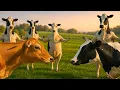Download Lagu Puluhan sapi lembu jinak berbaris rapi mengawali perjalanan panjang menuju lahan hijau rerumputan