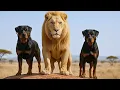 Lagu Two ROTTWEILERS Adopted a DYING WHITE LION – What He Did With Their Puppies STUNNED Everyone