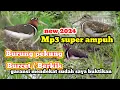SUARA BURUNG PEKUNG / BERKIK #suaraburungMP3 #suaraburungpekung #suaraburungburcet #sniperdoorplook