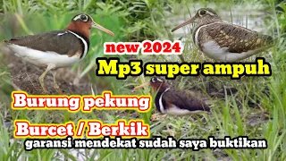 suara burung pekung berkik suaraburungmp3 suaraburungpekung suaraburungburcet sniperdoorplook