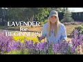 Plant Profile Lavender How to Prune Plant Grow Beautiful Lavender