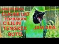 Download Lagu MASTERAN CUCAK IJO FUL TEMBAKAN CILILIN SAMBUNG TENGKEK BUTO NGEROL PANJANG