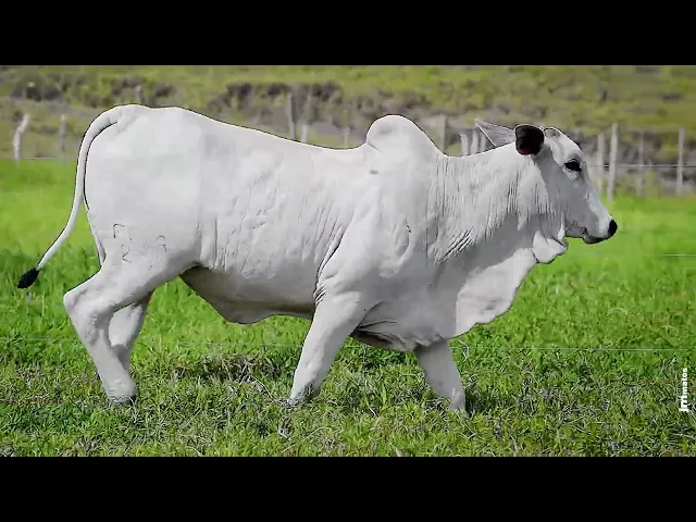 Novilha Nelore FBRA - 252