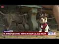 OKC Animal Shelter launches Home for the Holidays dog foster program
