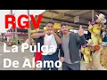 La Pulga de Alamo in the RIO GRANDE VALLEY
