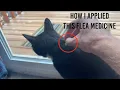 Cat Flea Medicine Application How To Tutorial - Advantage II Protection Large Cats