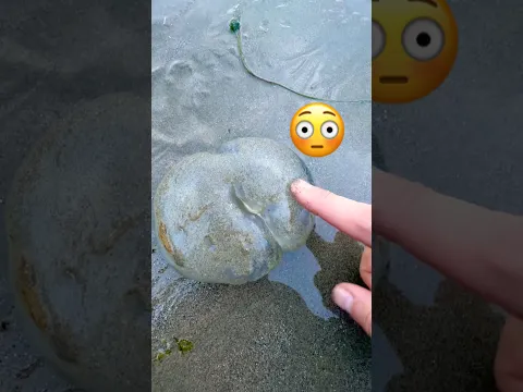 Rescuing a Caked Up Jellyfish 🪼 #animals #nature #shorts