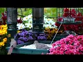 🔴LIVE Peaceful Fall Cottage Bird Feeder: Song Birds, Cardinals, Nature Sounds, Sleep, Cat TV