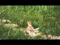 Download Lagu Mongolian Lark