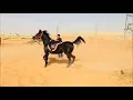 Download Lagu عسف دهماء في نص ساعة وركوبها Horse Training - First Ride - Mount horse in half hour for first time