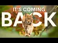 Download Lagu The Lynx Will Silently Spread Throughout Britain