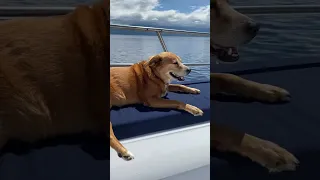 Where Does our Dog go 💩 on the BOAT?!