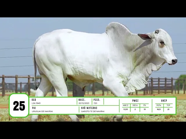 Touro Nelore LSA - 1940