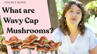 Wavy Cap Mushrooms DoubleBlind