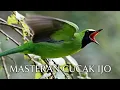 Lagu Masteran burung cucak ijo gacor 