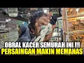 Download Lagu BUSYET ! RIBUAN KACER KALIMANTAN OLEH2 DARI KAMPUNG DIJUAL SEMURAH INI DIKIOS SINGGIH PASAR PRAMUKA