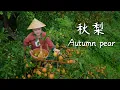 Lagu Plateau Autumn Pears — Nature’s Gift of Smoothness, Time’s Brew of Sweetness【滇西小哥】