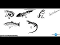 Biology Practical - Dichotomous Key practice question