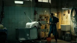 راجل شغلنته يحمي الكلاب وينظفها بس المشاكل مش سيباه في حالة 