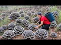 Harvest A Lot Of Giant Lion’s Mane Mushrooms in Wild Goes to market Sell | Susan Daily Life