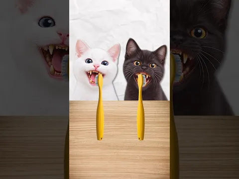 Escove os DENTES do GATO!