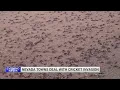 Blood-red crickets invade Nevada town residents fight back with brooms leaf blowers snow plows