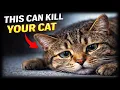 Doctors Warn Indoor Cats Are Dying Because of This One Mistake