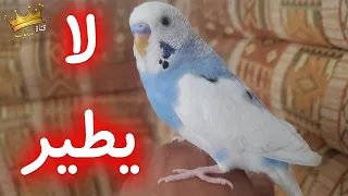 عصفور البادجي مكتمل الريش وبصحة جيدة ولكن لا يستطيع الطيران 