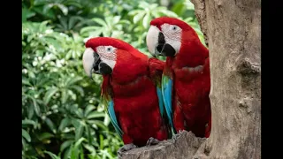 صوت الببغاء الجميل Parrot Sound Effect 