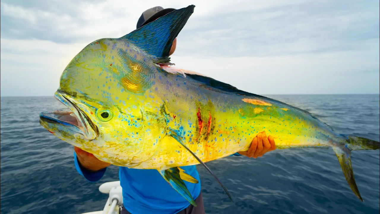 A Fishermen's Dream...GIANT Dolphin-Catch Clean Cook