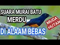 Download Lagu SUARA MURAI BATU HUTAN DI ALAM BEBAS  the sound of a stone magpie in the forest @ambranmurai