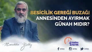 Besicilik gereği buzağı annesinden ayırmak günah mıdır?