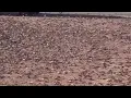 Nevada confronts invasion of blood-red crickets
