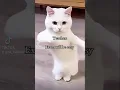 Download Lagu Everyone can relate it 🤣🤣🤭 #memes #cat #funny #muslimahs #exam
