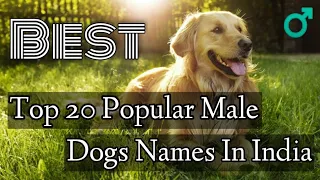 Top 20 Popular Male Dog Names In India Dog Names For Male