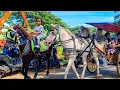 Lagu NAIK DELMAN ISTIMEWA | HORSE - KUDA DELMAN | KUDA