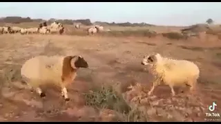 اغنام ليبيه نطح كباش دندنها