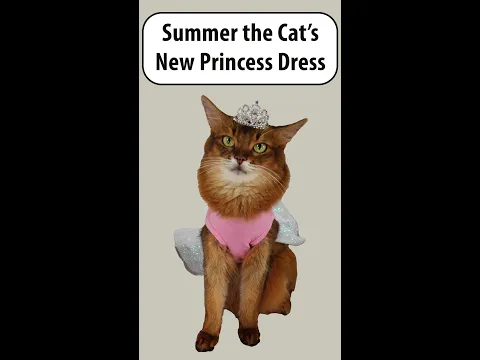 Download MP3 Summer’s New Princess Cat Dress #shorts