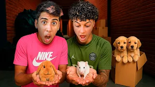 RESGATEI ANIMAIS ABANDONADOS POR TODA CIDADE