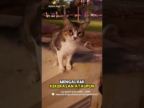 Kucing Jalanan Setia Menunggu Seseorang😢🐱