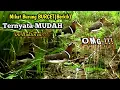 Download Lagu OMG.!! Mikat burung BURCET(berkik) ternyata mudah mp3 diputar langsung nyelonong