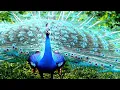Rain Sounds with Birds Singing 🌧️ Calm Piano Music for Stress Relief, Sleep & Relaxation