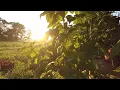 Relaxing Nature Sounds::Morning Birds Singing::Sunrise 6 Hour Video for relaxation, meditation, yoga