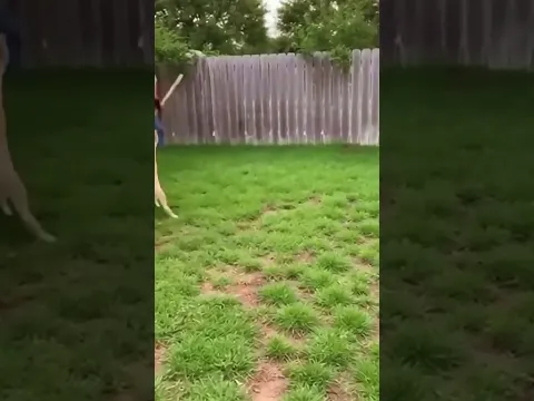 This Man is a HERO! Fights off a Jaguar to Save His Best Friend! 🤯