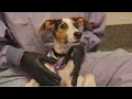 PAWS Chicago takes in displaced dogs cats from Dominica