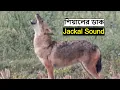 Lagu শিয়ালের ডাক | Jackal Sound | Siyar ki Awaz | Siyaler Dak | Golden Jackal Howling @wildindiamit​